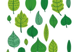 叶子动漫图片,探寻自然与艺术的完美融合